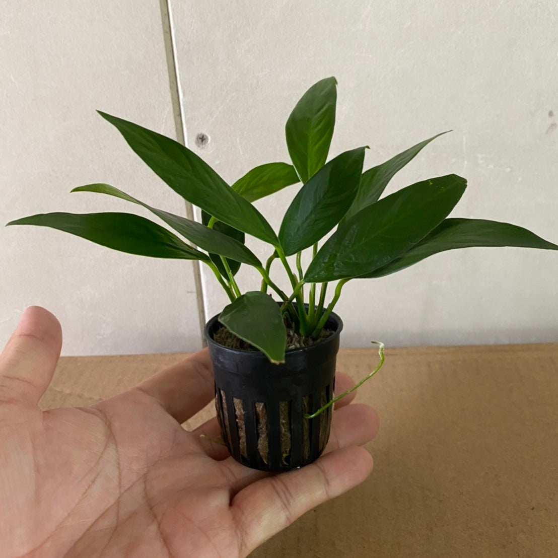 アヌビアス ランセオラータ 水上葉 5cmポット1pot