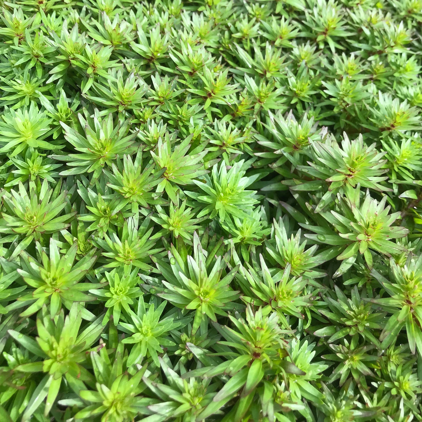 パンタナル レッド ピンネイト 水上葉