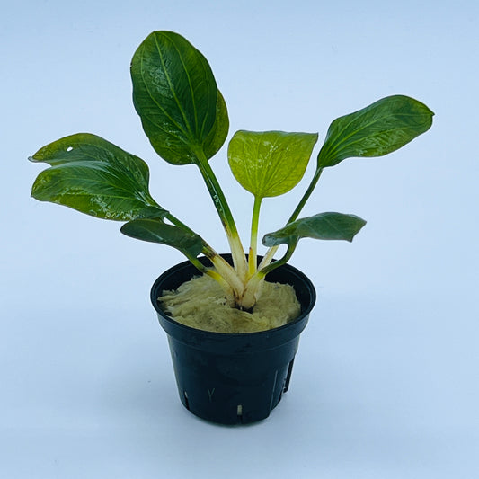 エキノドルス オパクス ヴェルデ産 水中葉 Lpot ロックウール入り