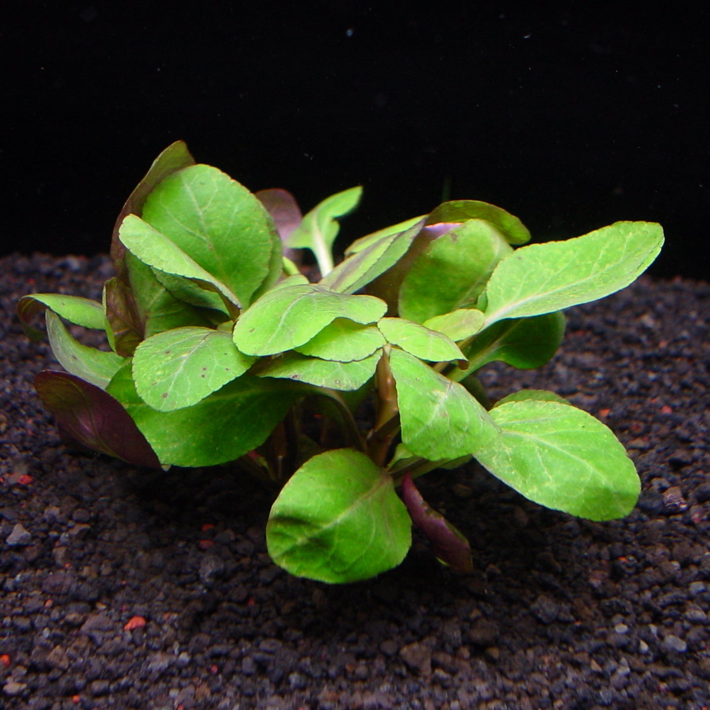 ロベリア カーディナリス 水上葉 1本