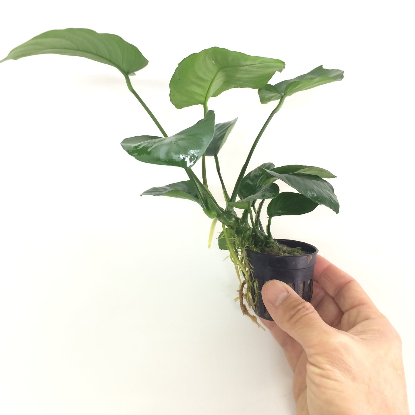 アヌビアス バルテリーブロードリーフ 水上葉 5cmポット 1pot