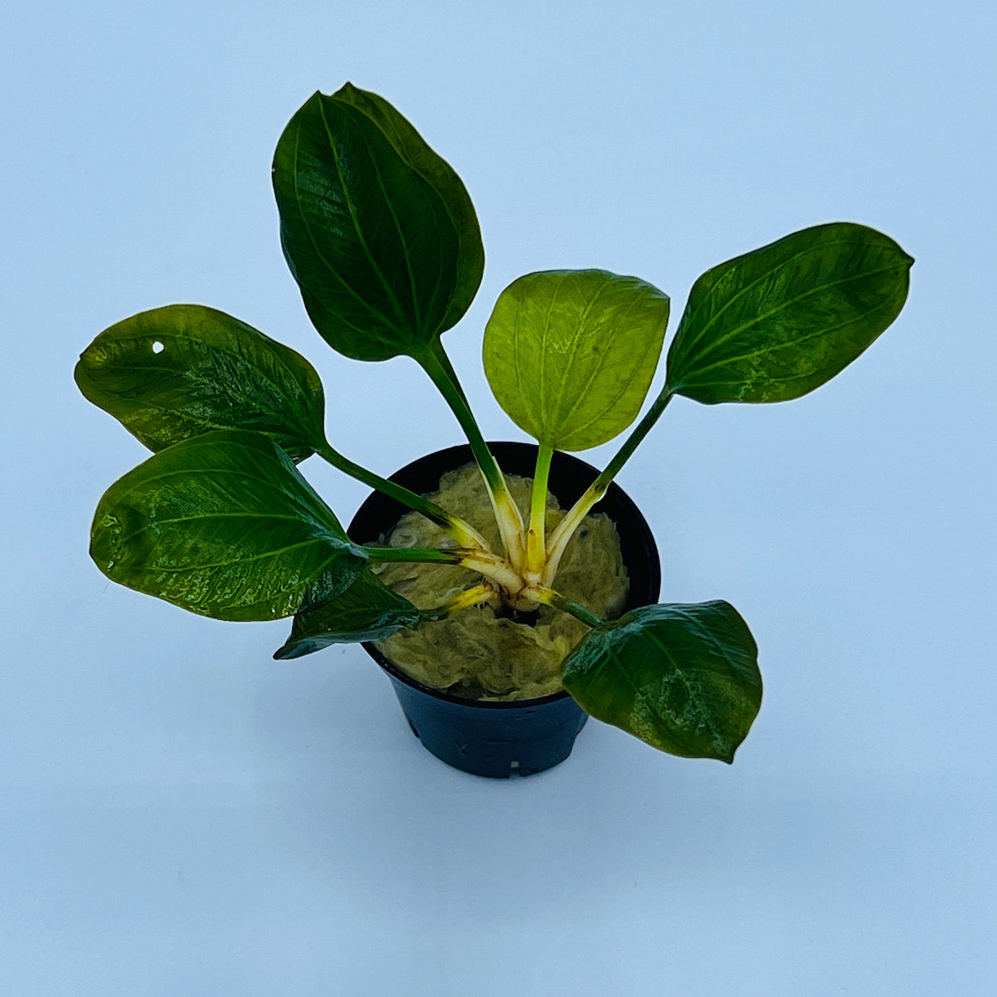 エキノドルス オパクス ヴェルデ産 水中葉 Lpot ロックウール入り