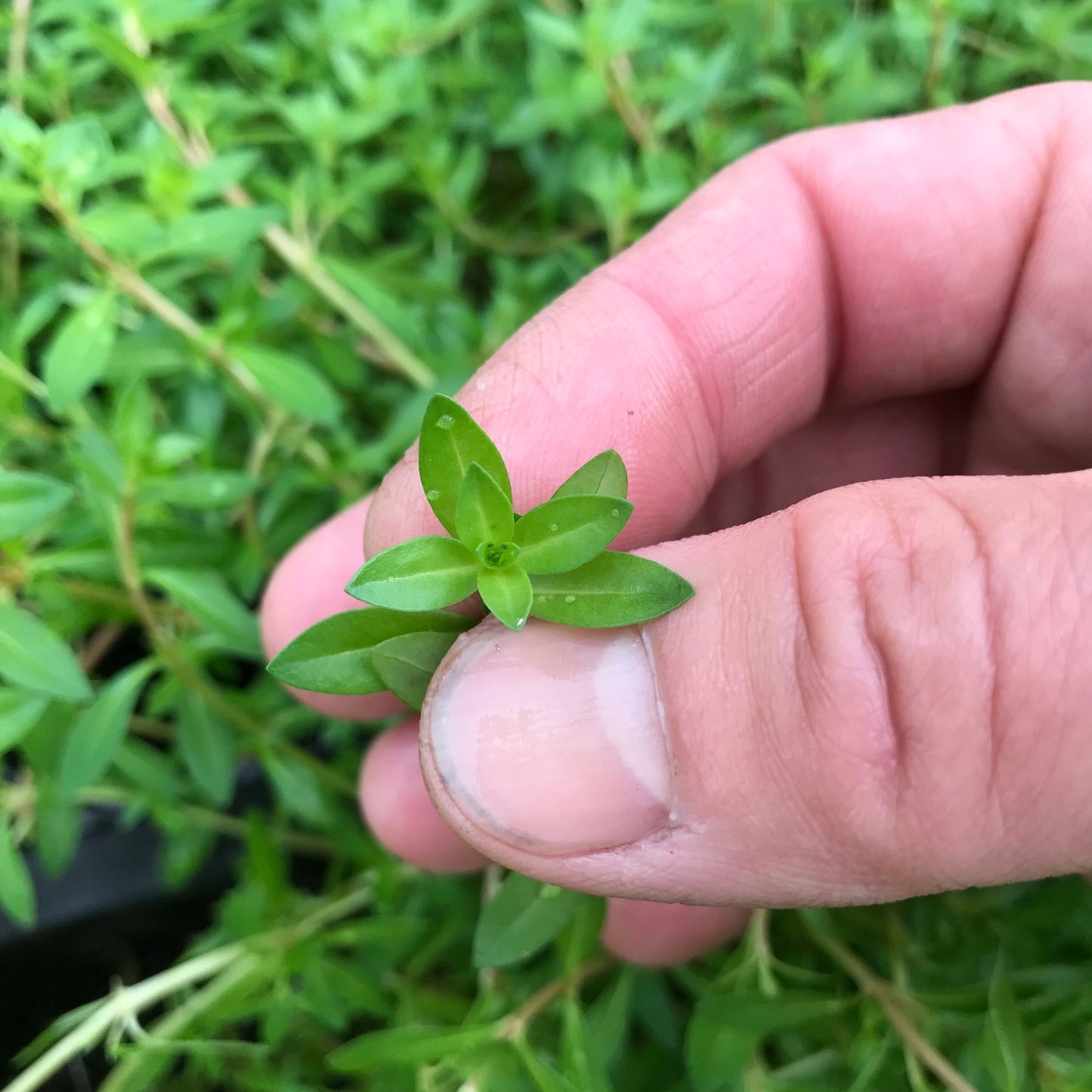 ニードルリーフ ルドウィジア 水上葉 1本