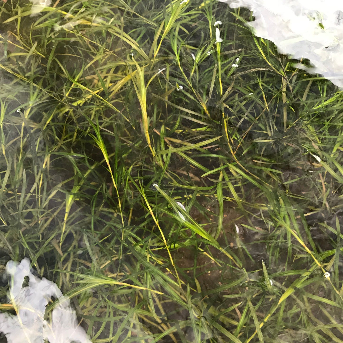 ヤナギモ 水中葉 1本