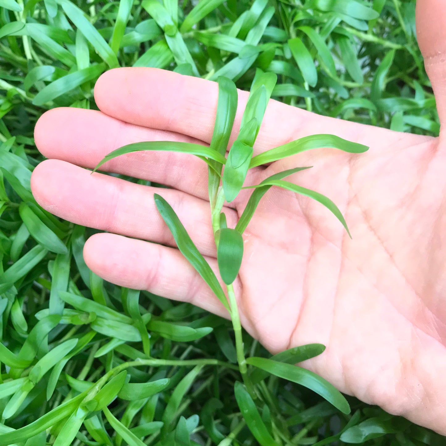 ヘテランテラ 水上葉 1本