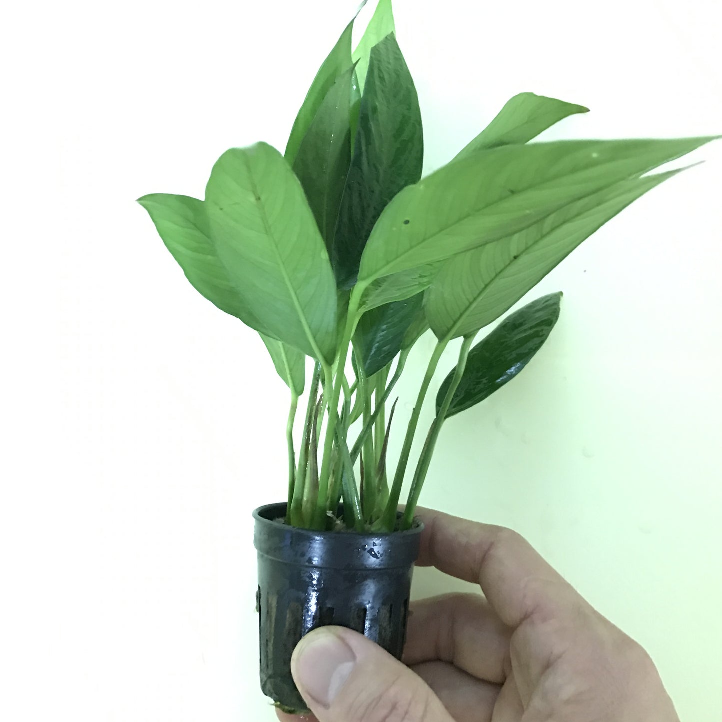 アヌビアス ランセオラータ 水上葉 5cmポット1pot