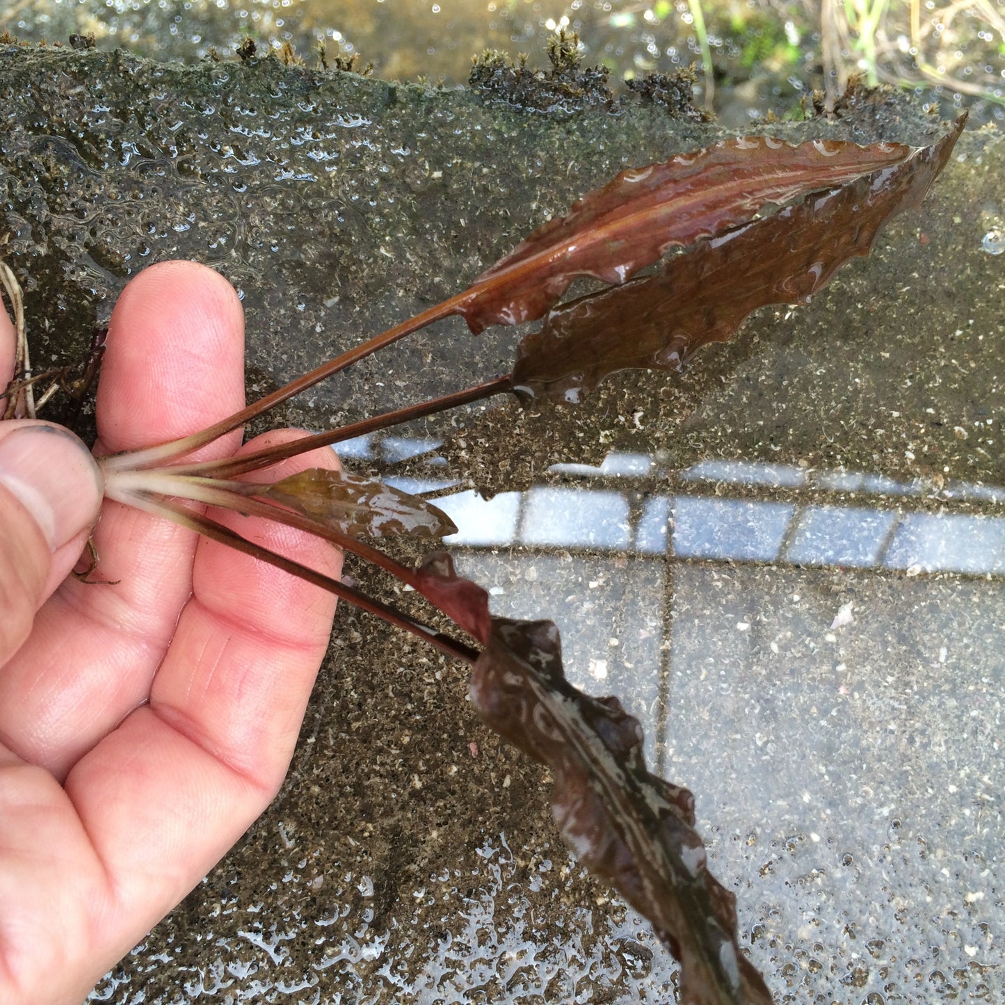クリプトコリネ ウェンティー ミオヤ 水中葉1本
