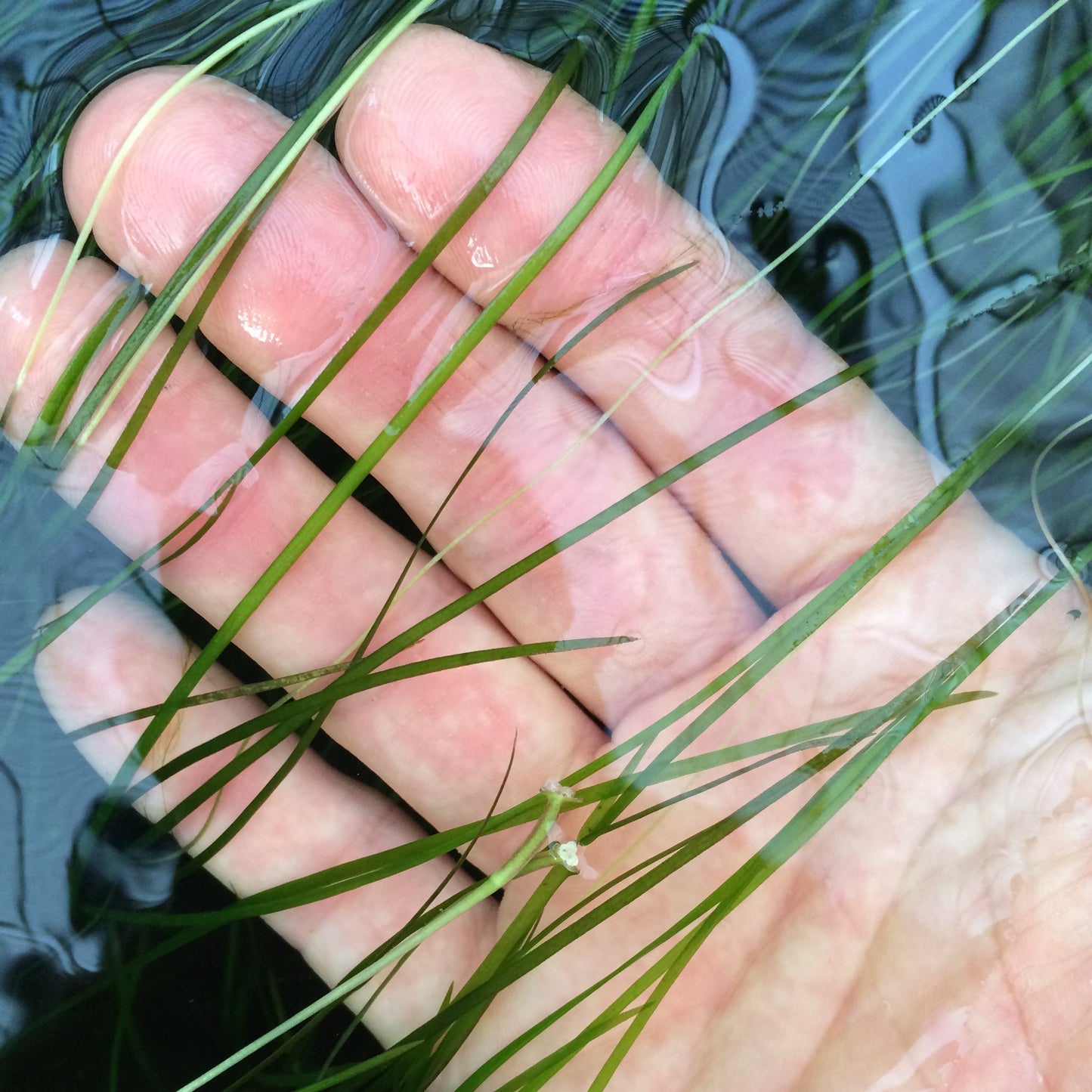 バリスネリア ナナ 水中葉 1本