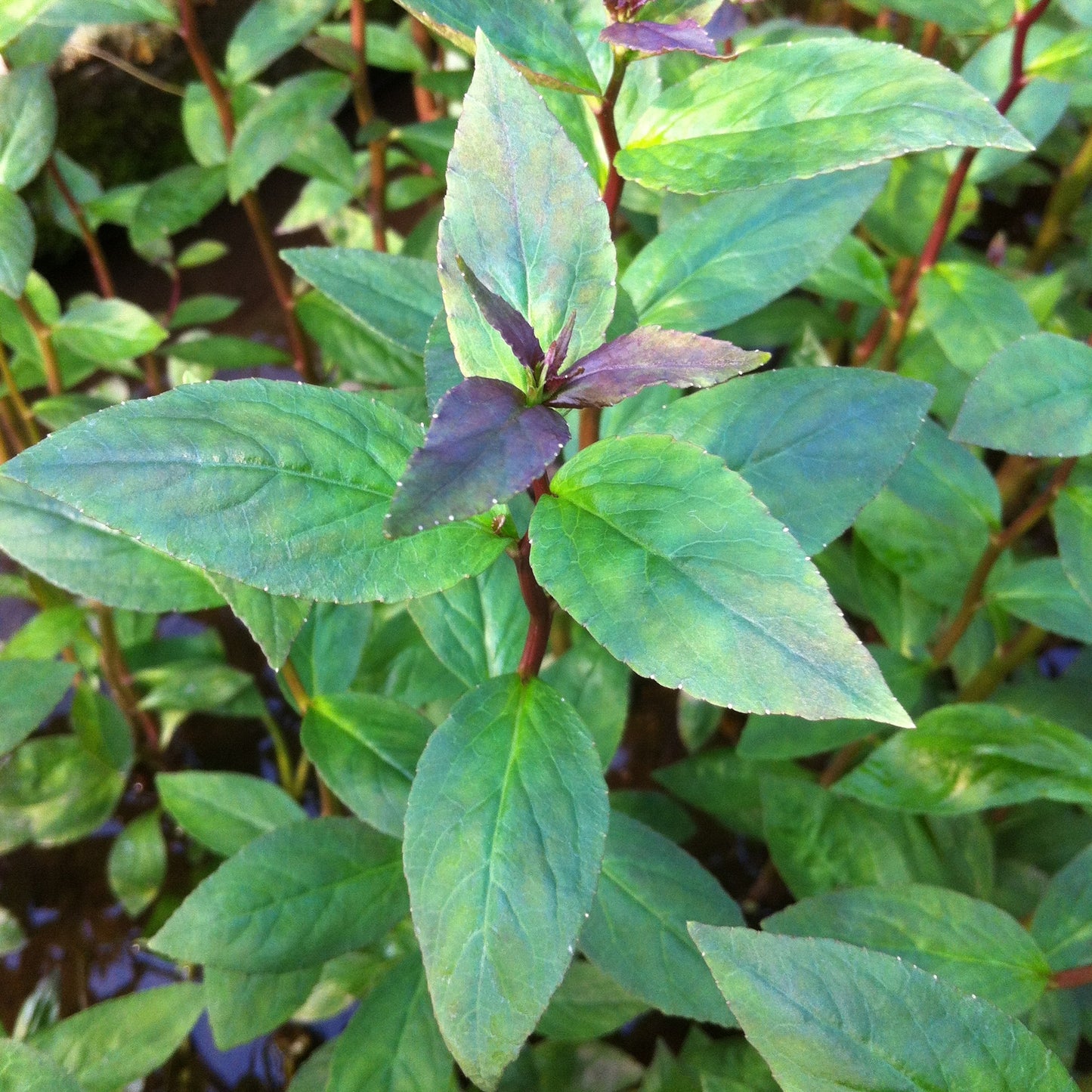 ロベリア カーディナリス 水上葉 1本