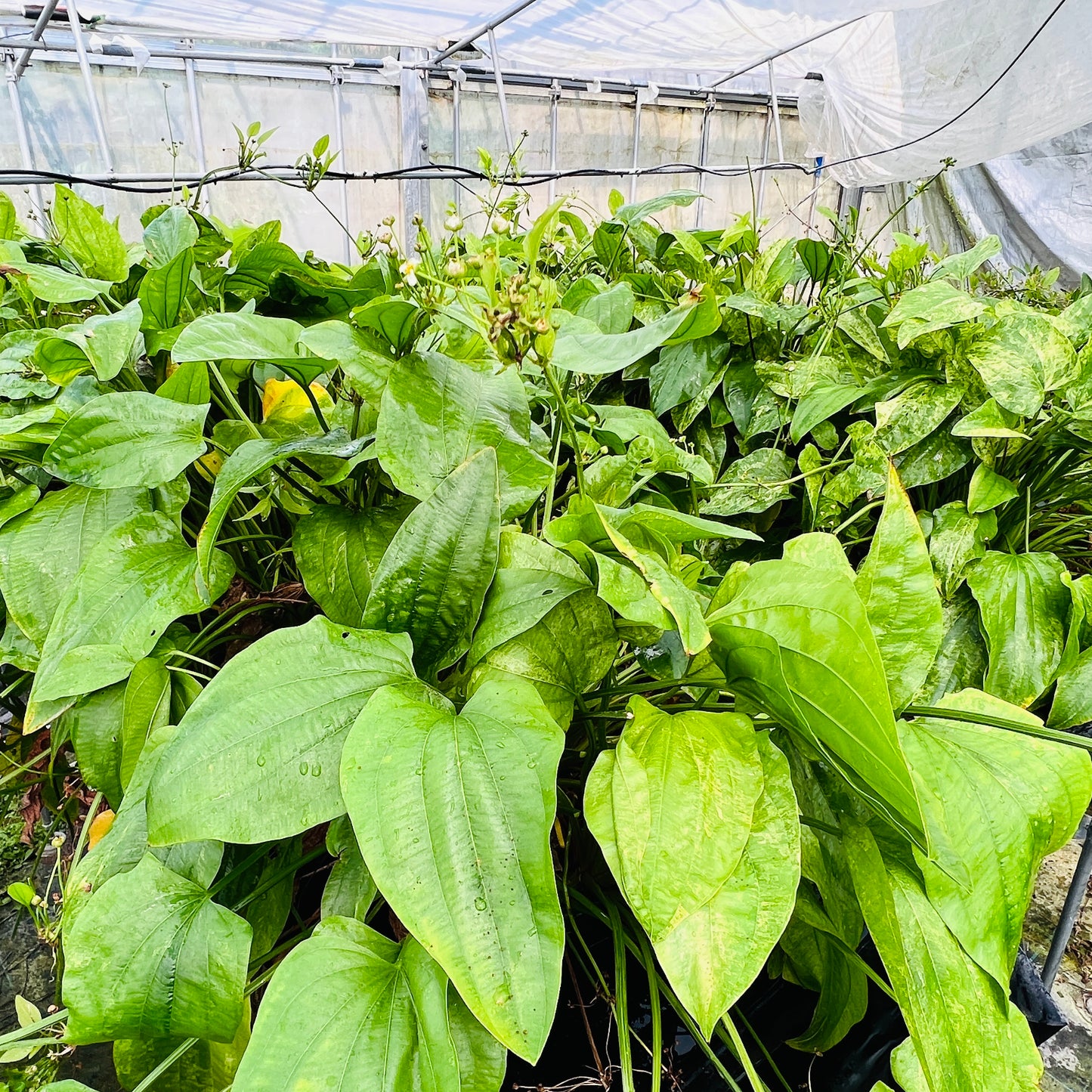 エキノドルス マーブルクイーン 水上葉 1本