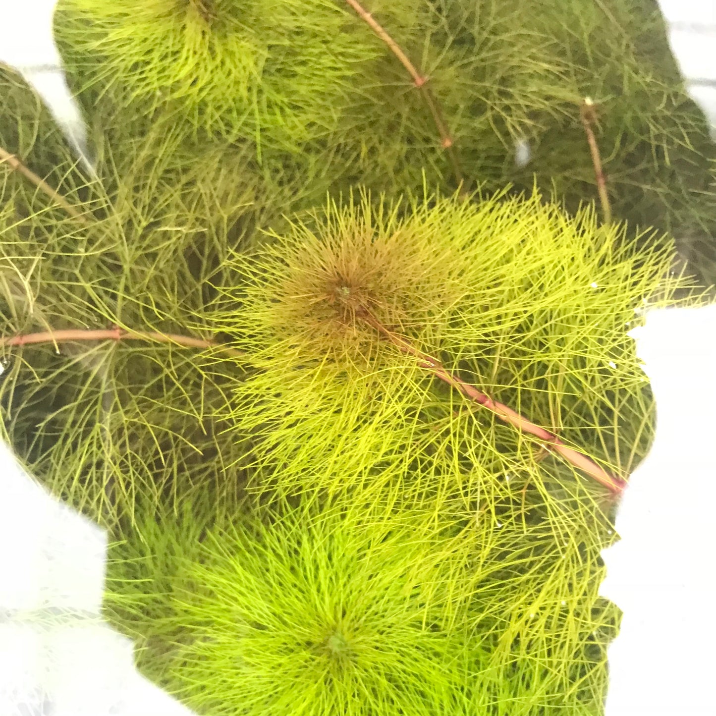 ピンク アンブリア 水中葉 1本