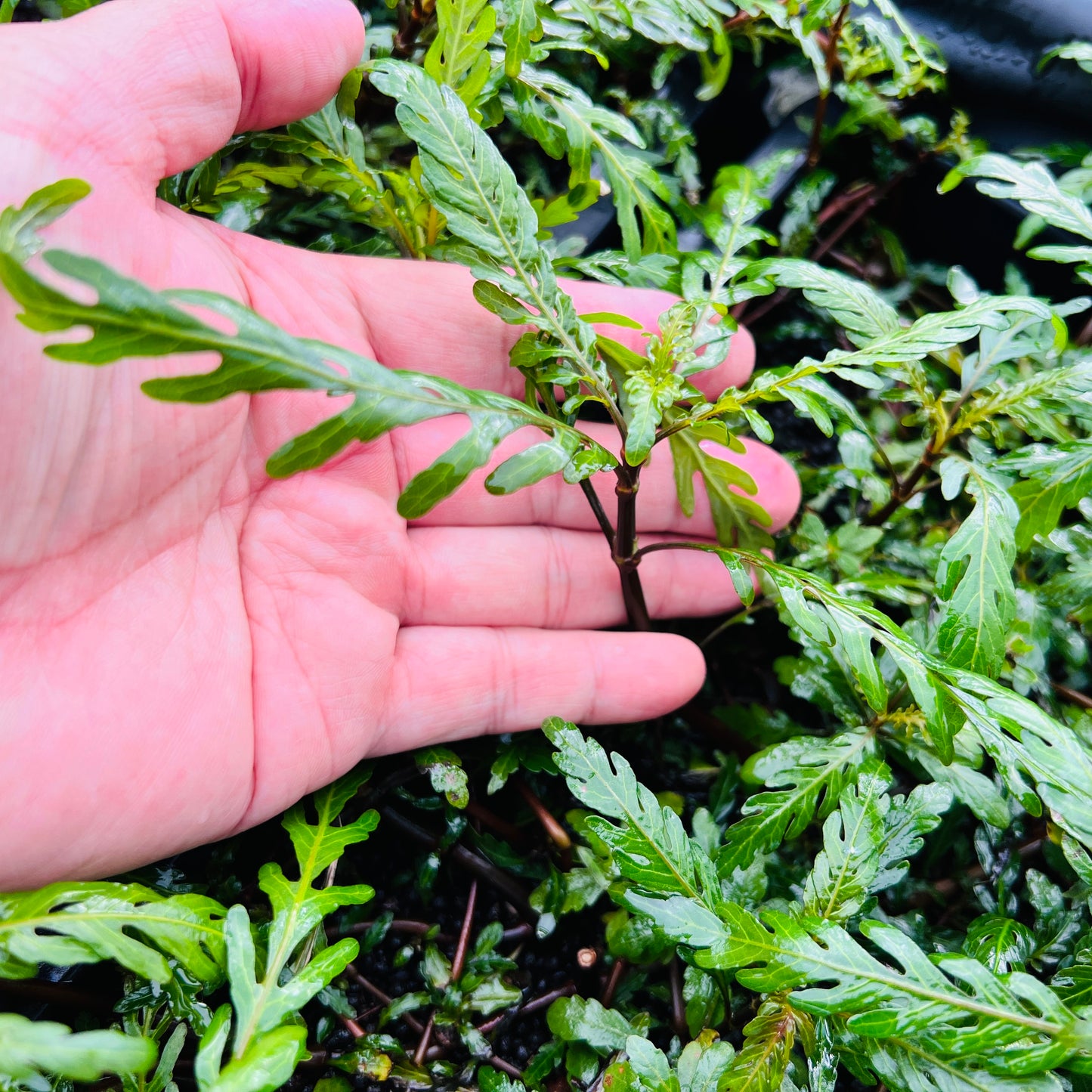 ハイグロフィラ ピンナティフィダ 水上葉 1本