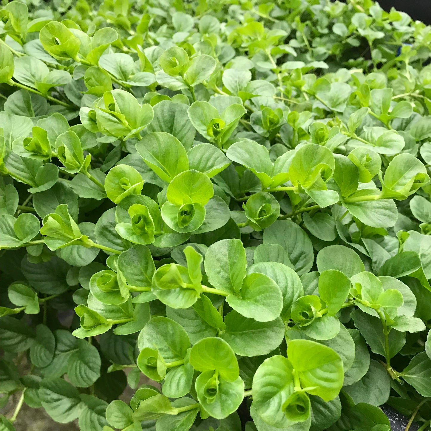 リシマキア 水上葉 1本