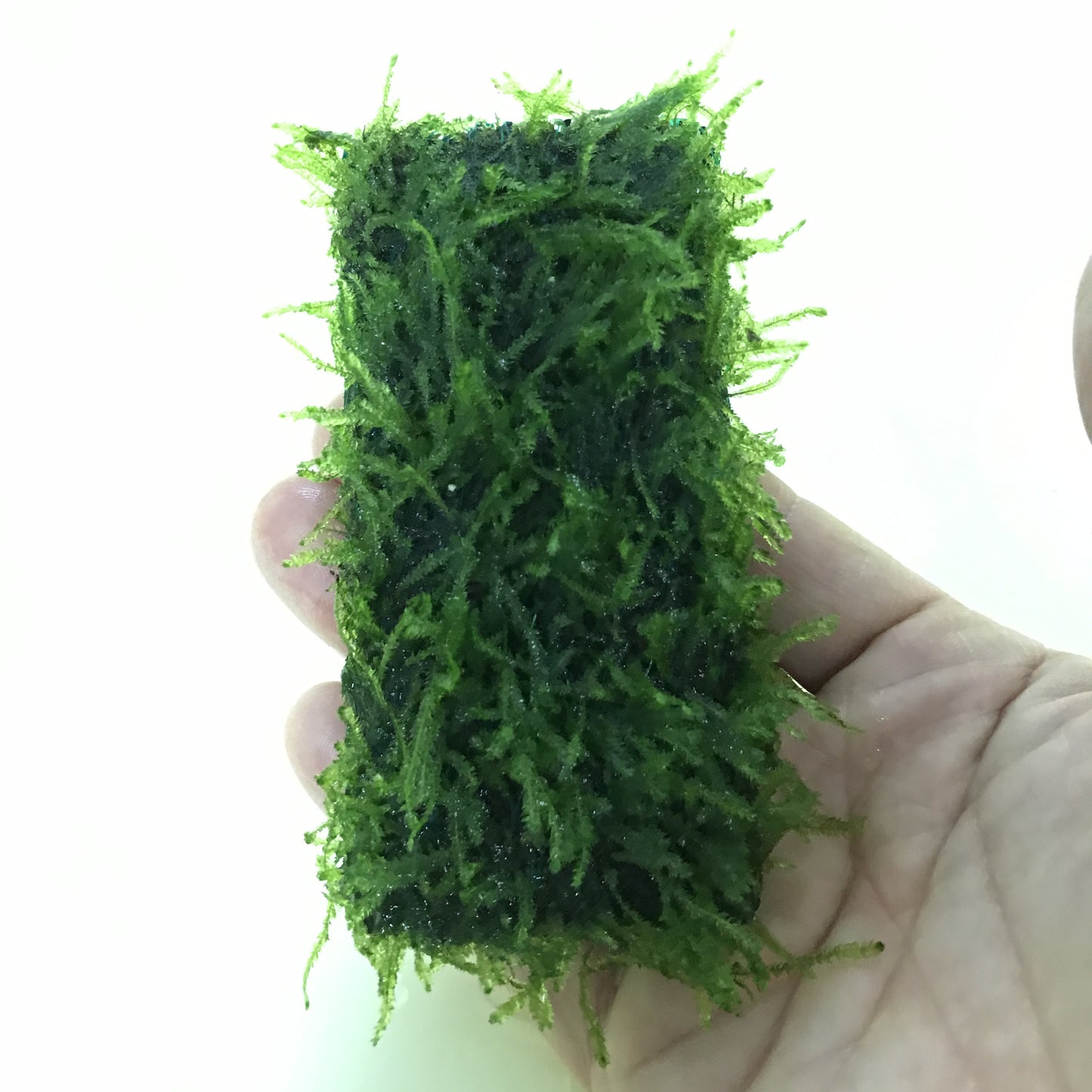 ウィローモス マット 1個