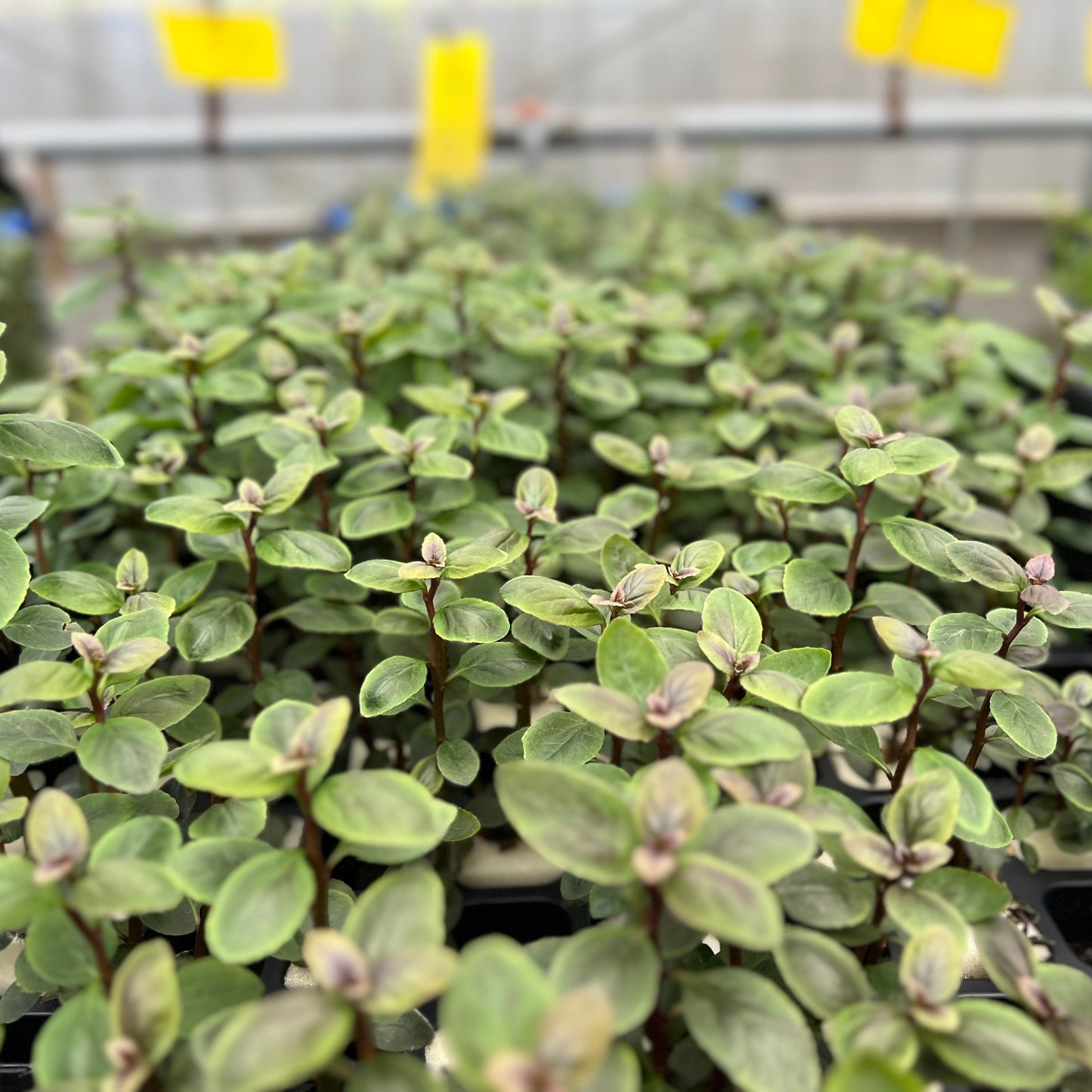 ロベリア カーディナリス 水上葉 1本