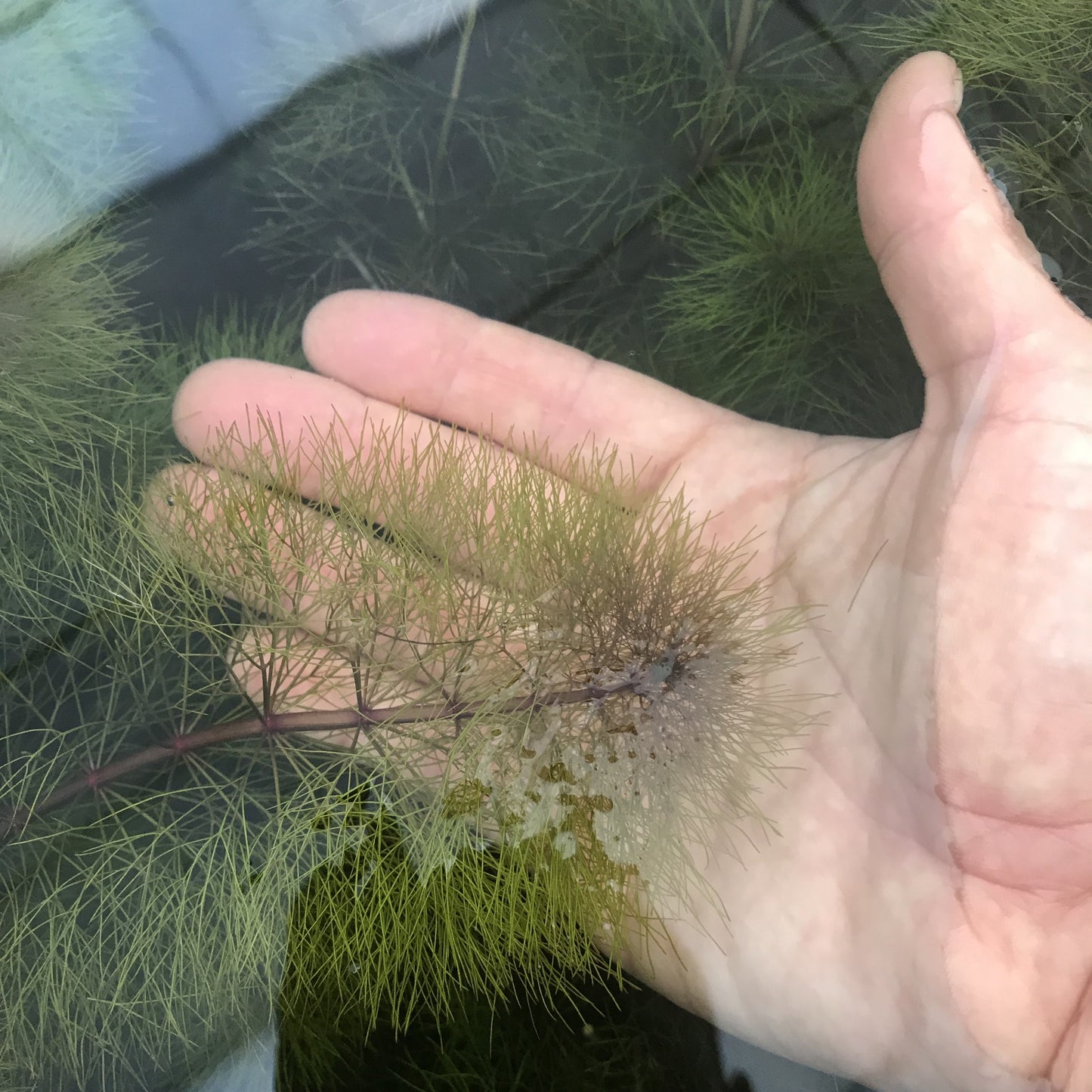 ピンク アンブリア 水中葉 1本