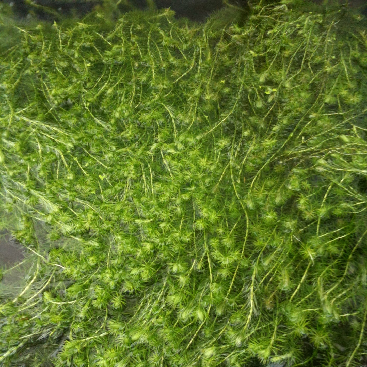 マヤカ 水中葉 1本