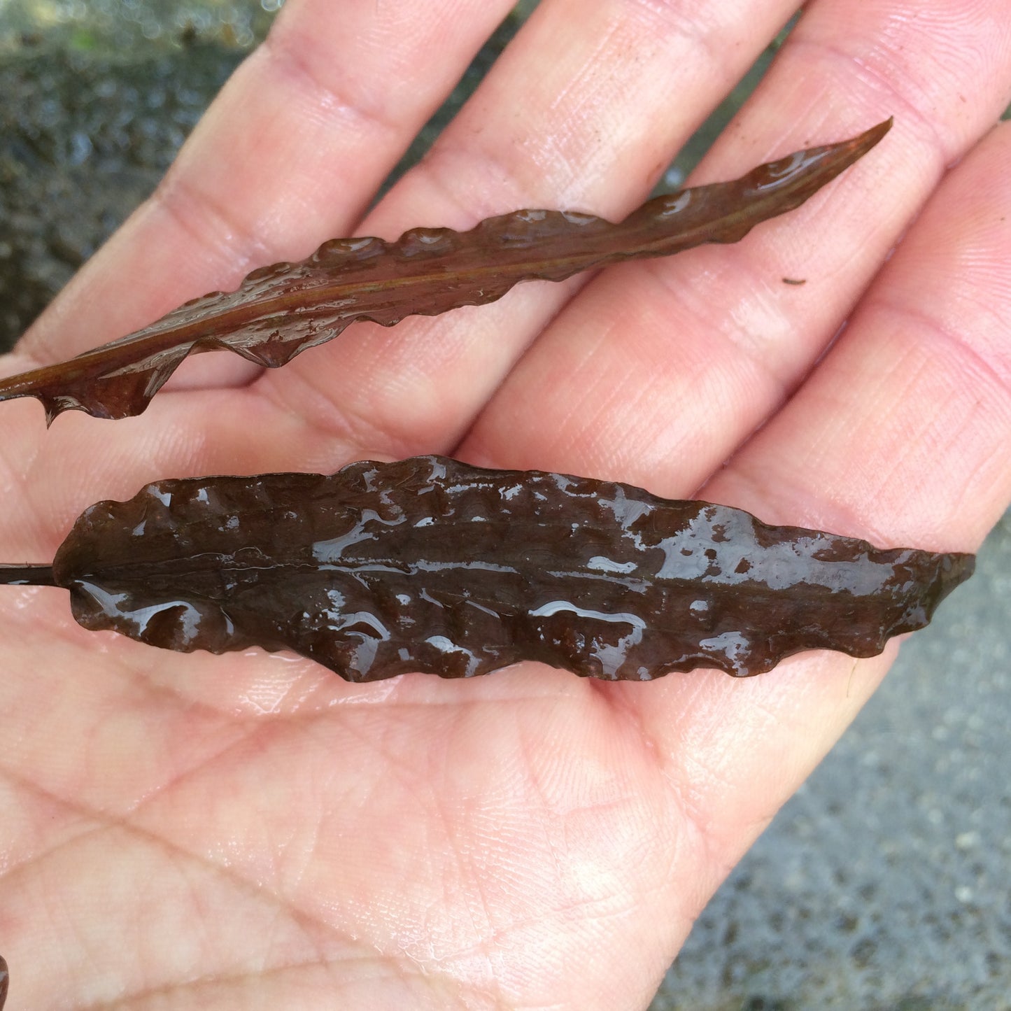クリプトコリネ ウェンティー ミオヤ 水中葉1本