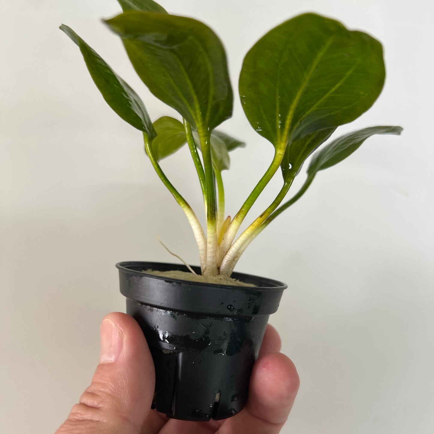 エキノドルス オパクス ヴェルデ産 水中葉 Lpot ロックウール入り