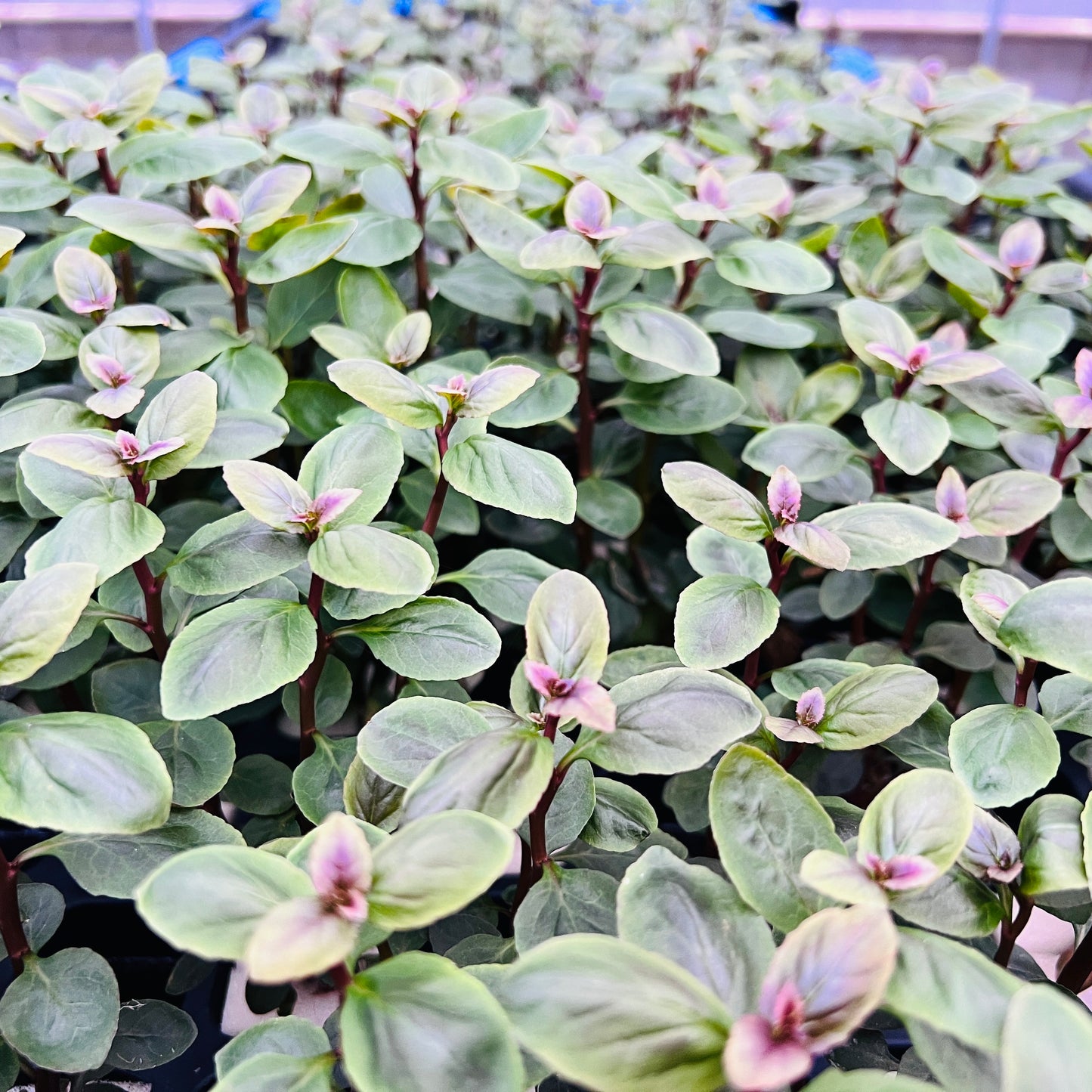 ロベリア カーディナリス 水上葉 1本