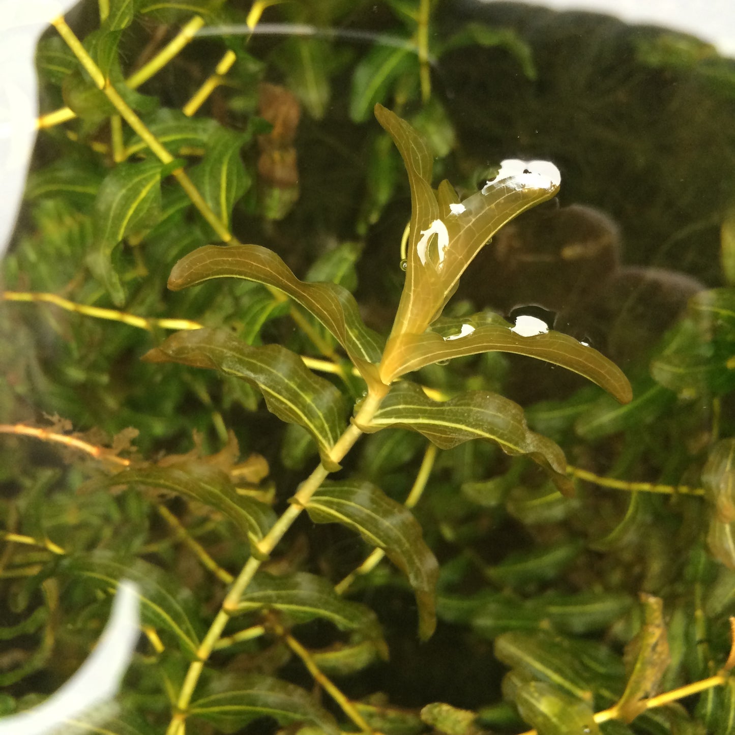 ヒロハノエビモ 水中葉 1本