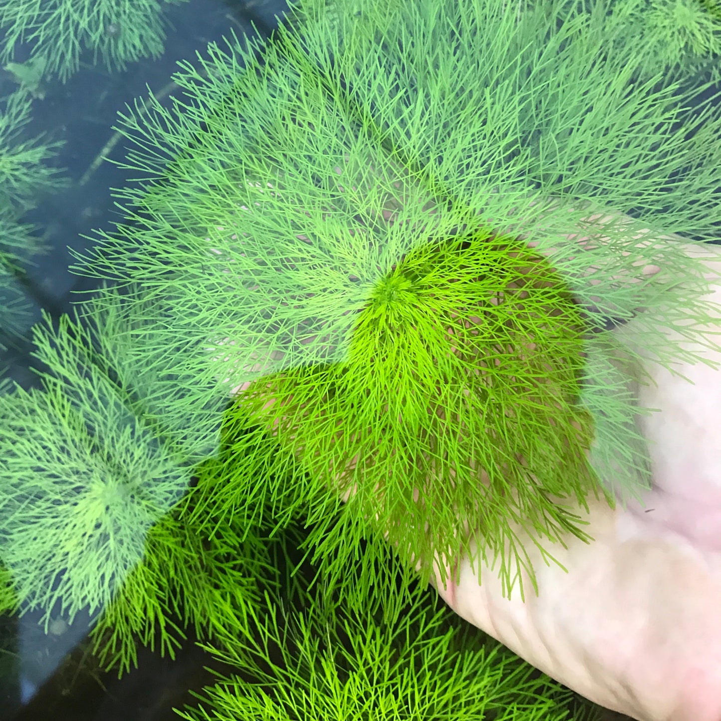 ジャイアント アンブリア 水中葉 1本