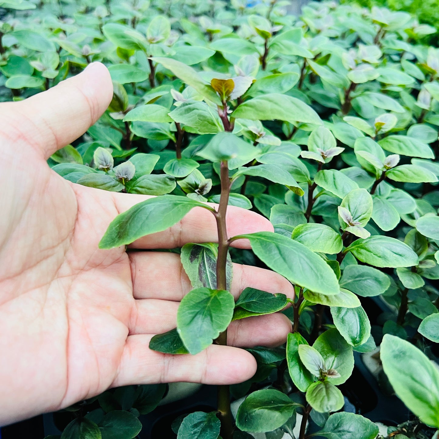 ロベリア カーディナリス 水上葉 1本