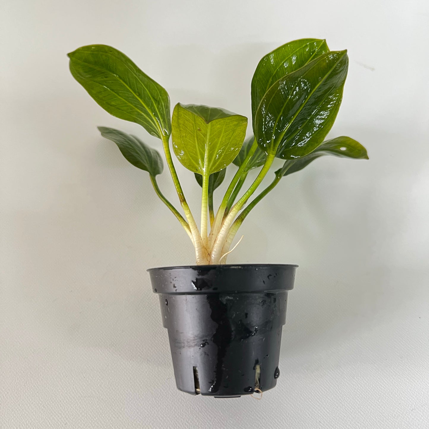 エキノドルス オパクス ヴェルデ産 水中葉 Lpot ロックウール入り