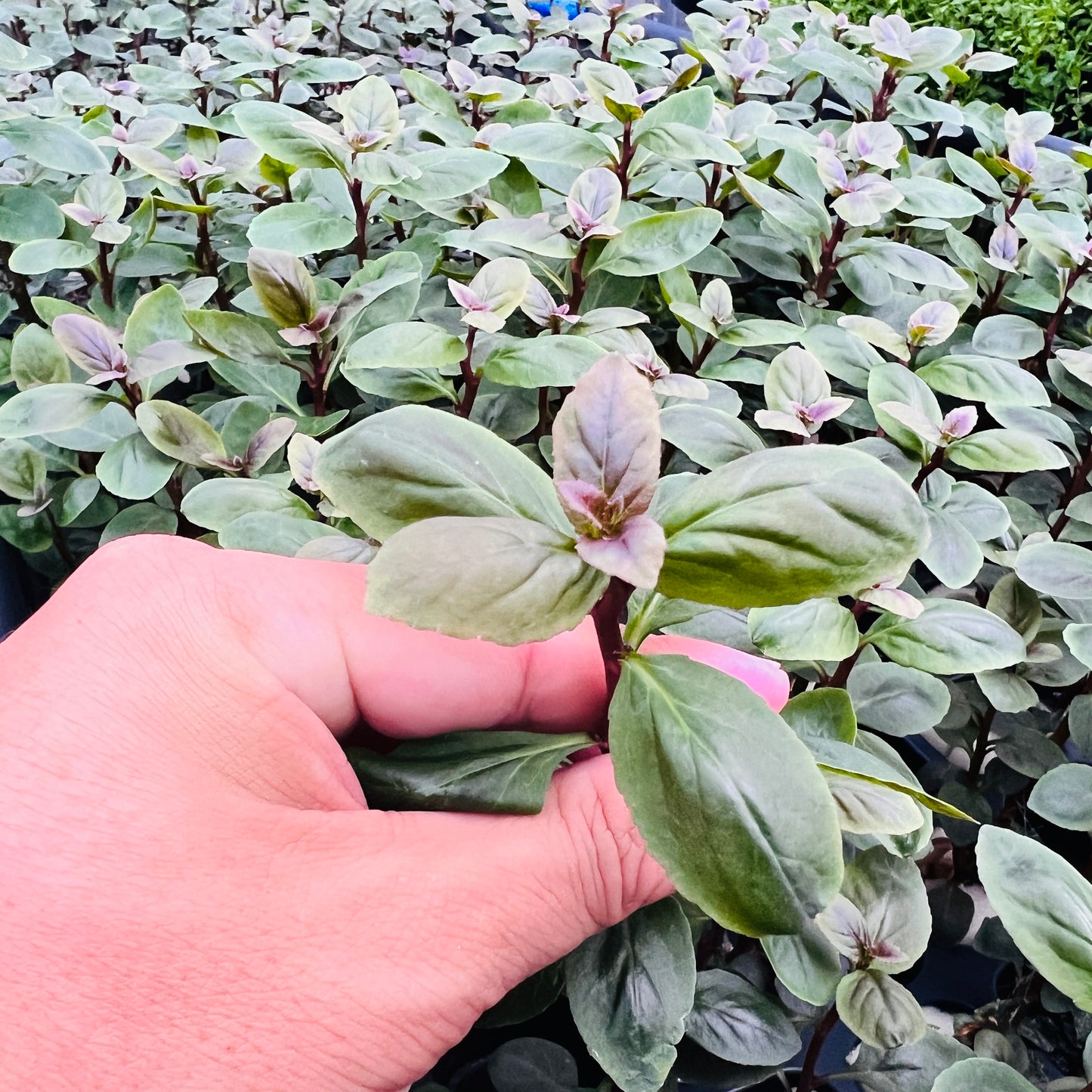 ロベリア カーディナリス 水上葉 1本
