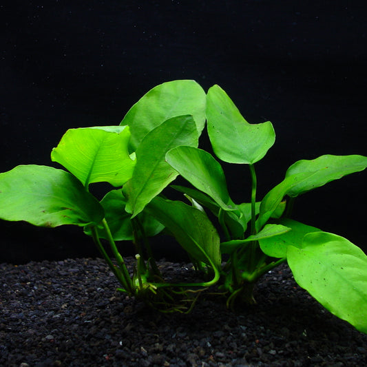 アヌビアス ナナ  水上葉 5cmポット 1pot