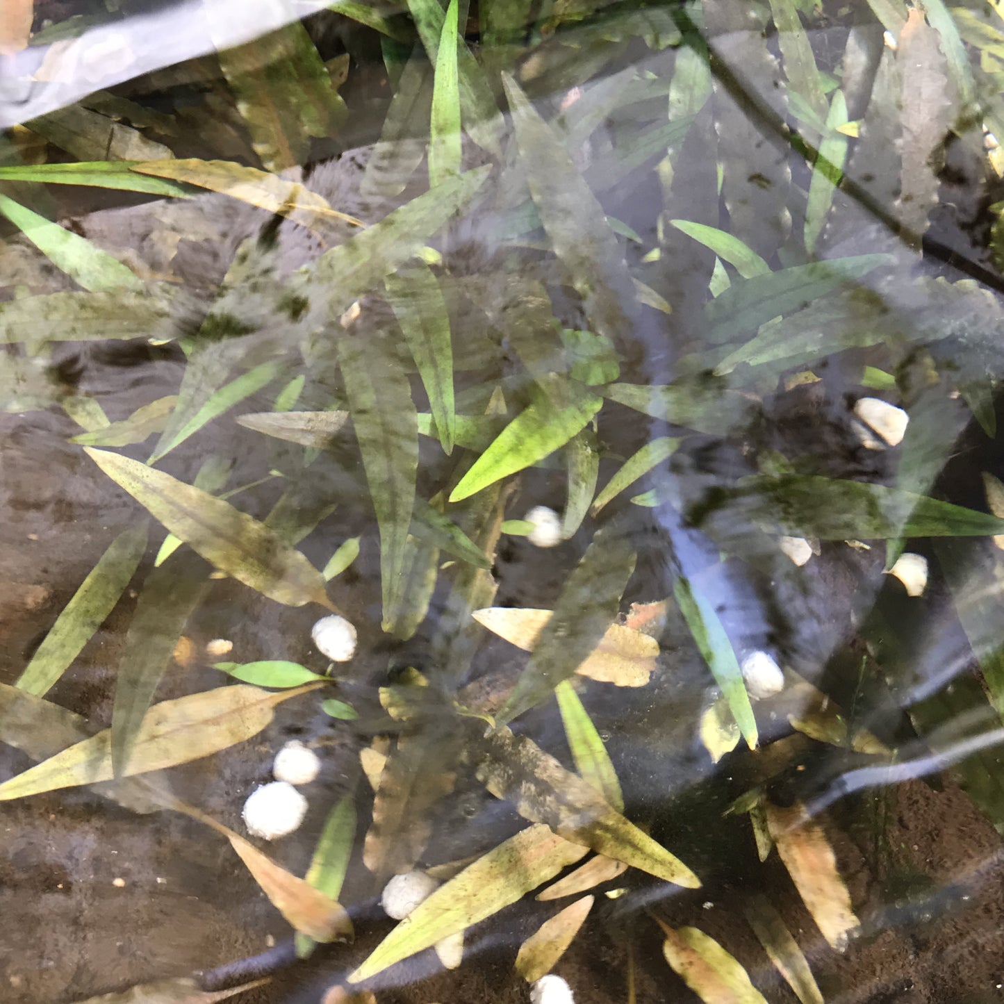 クリプトコリネ ウェンティー グリーン 水中葉1本
