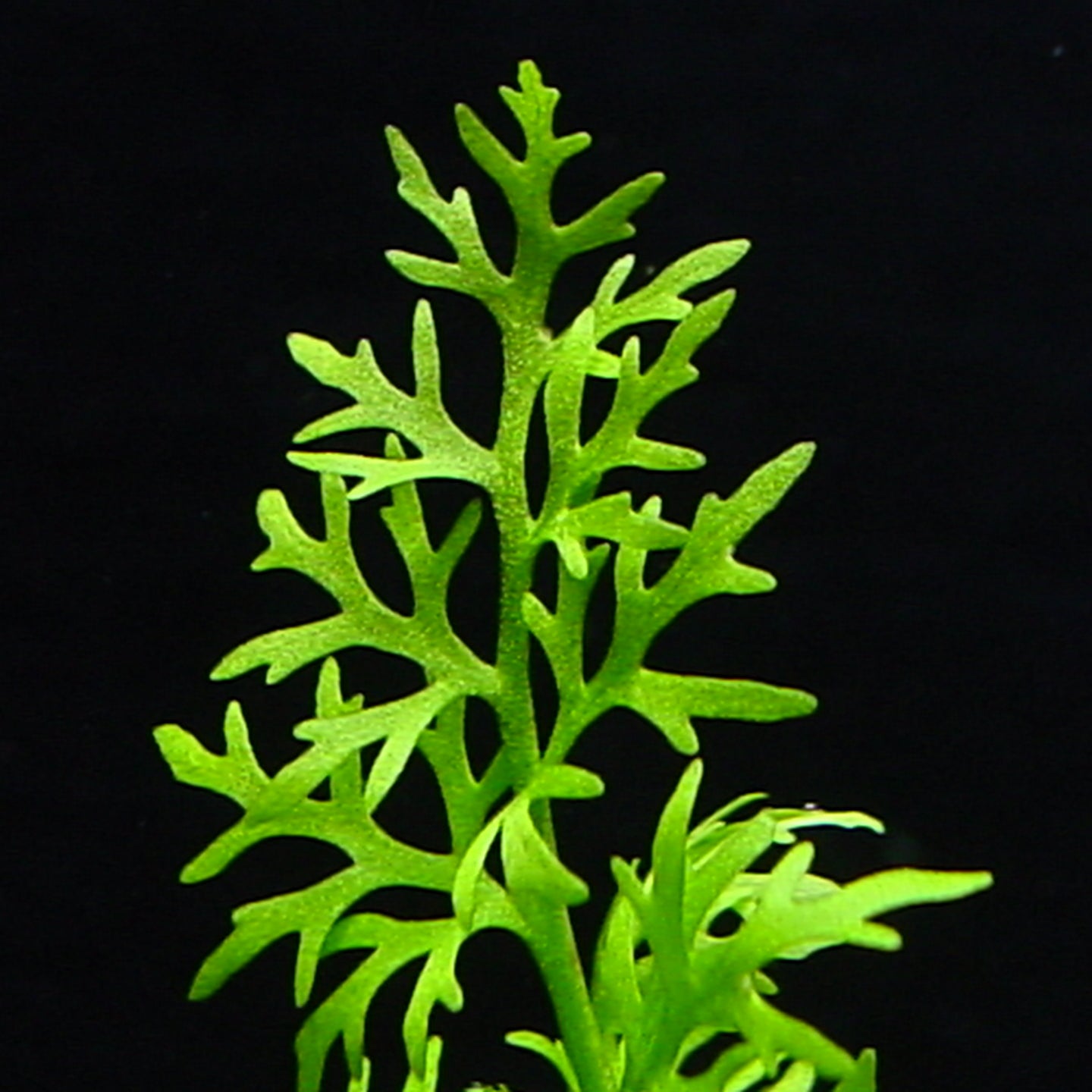 アメリカン スプライト 水上葉 1本