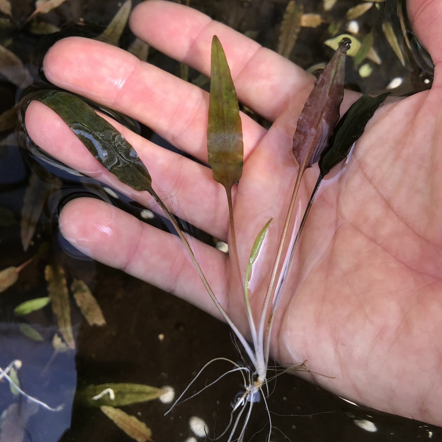 クリプトコリネ ウェンティー グリーン 水中葉1本