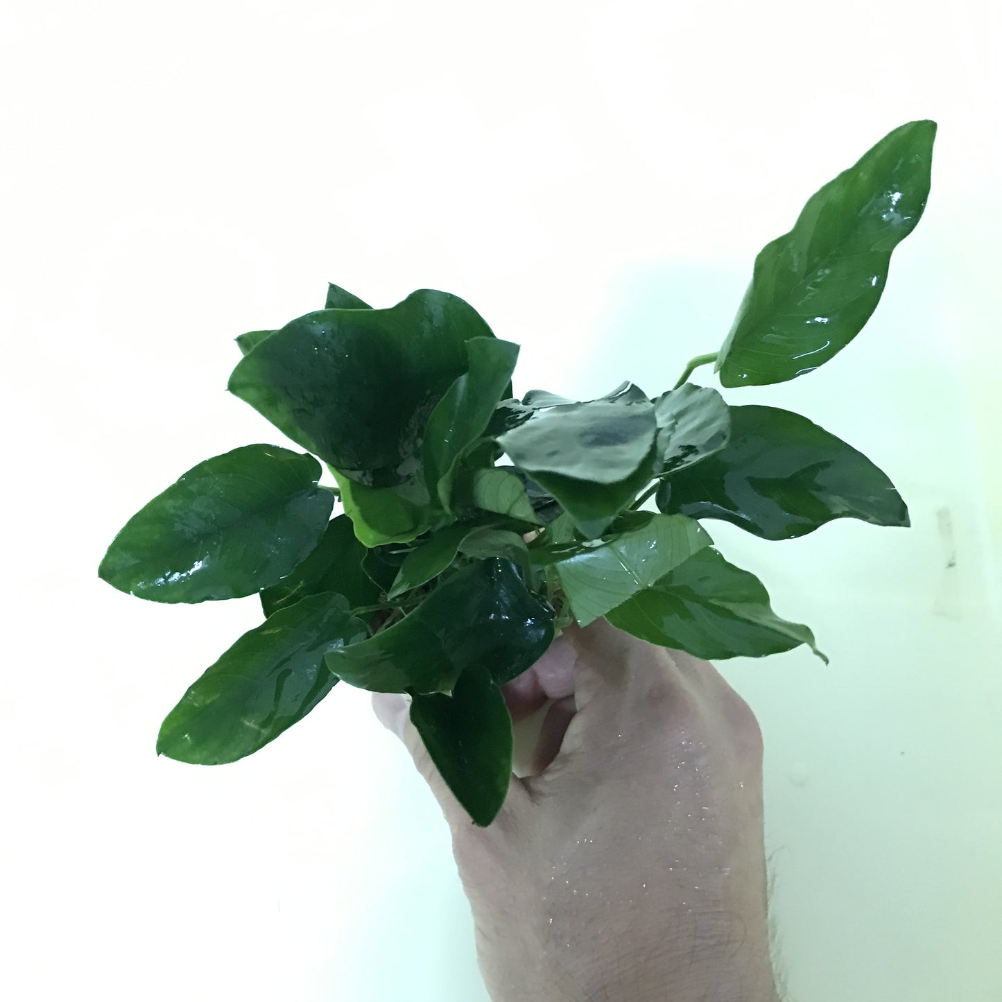 アヌビアス ナナ  水上葉 5cmポット 1pot