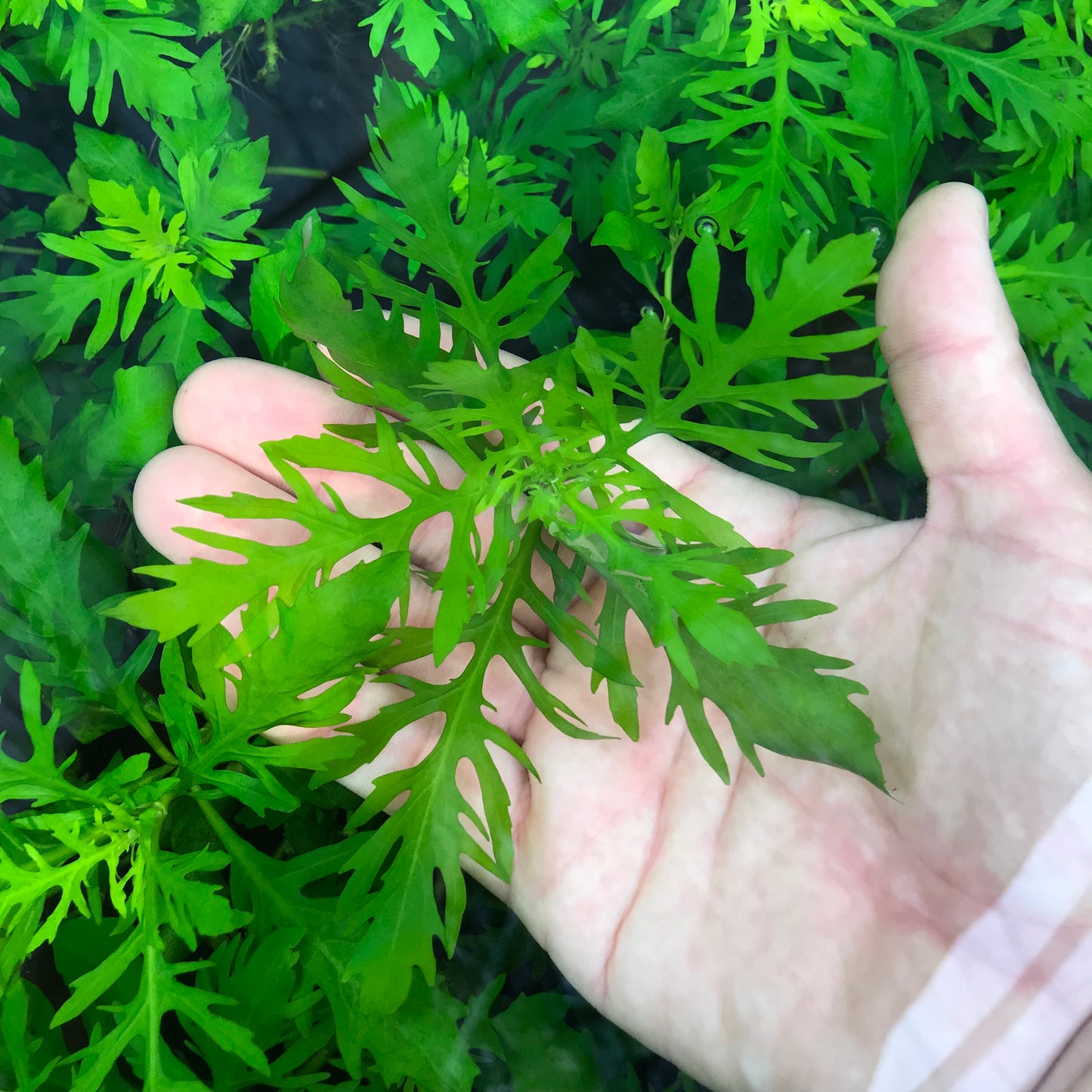 ウィステリア 水中葉 1本