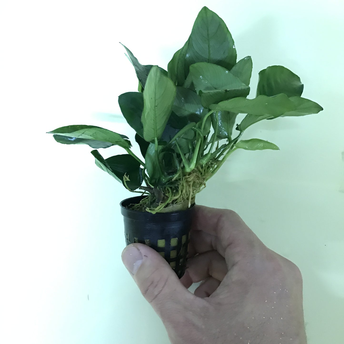 アヌビアス ナナ  水上葉 5cmポット 1pot