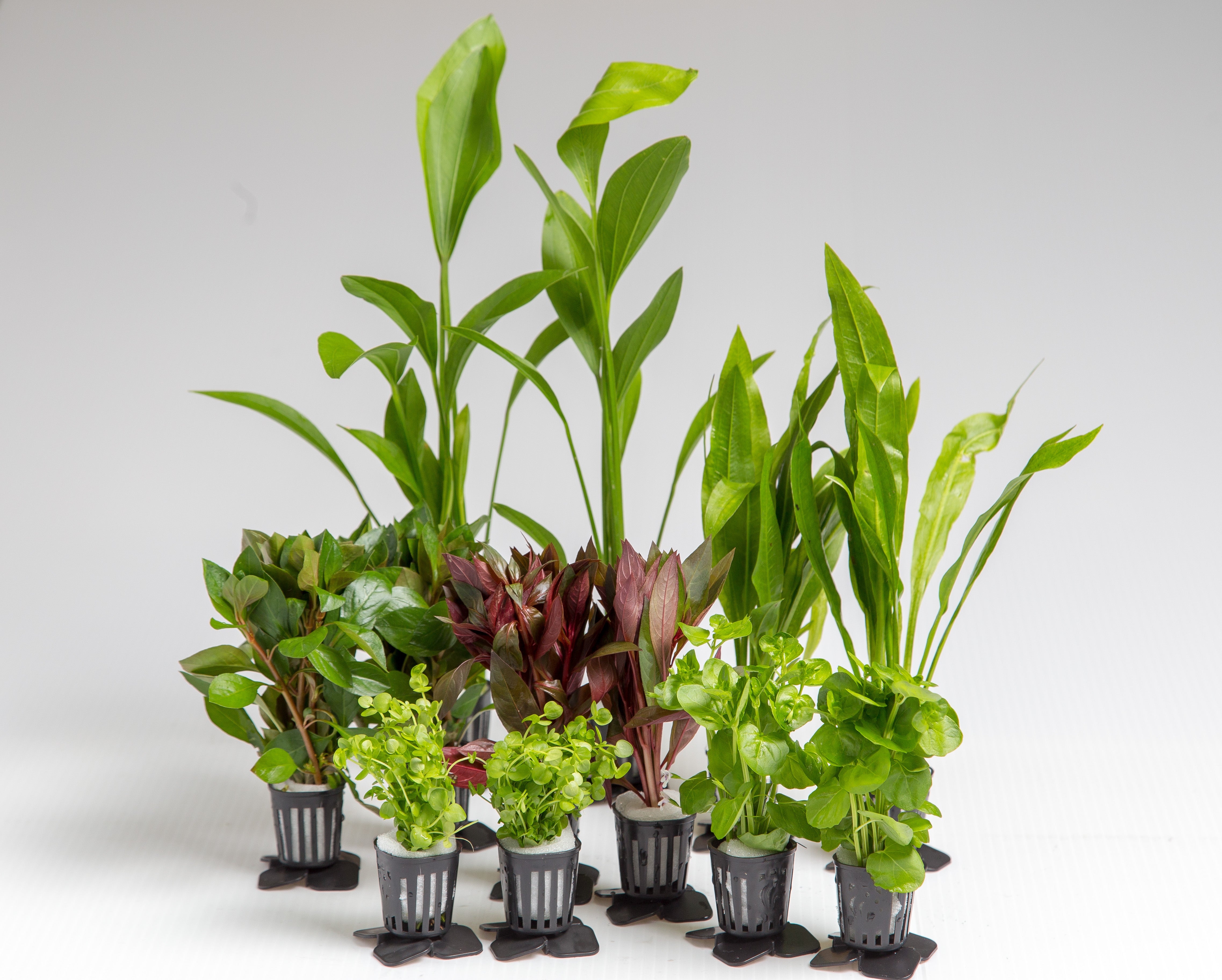 【水草初心者必見】　AGW 水草用品　3点セット Amazon.co.jp: OKILALA 人工水草 6点セット | アクアリウム 水槽