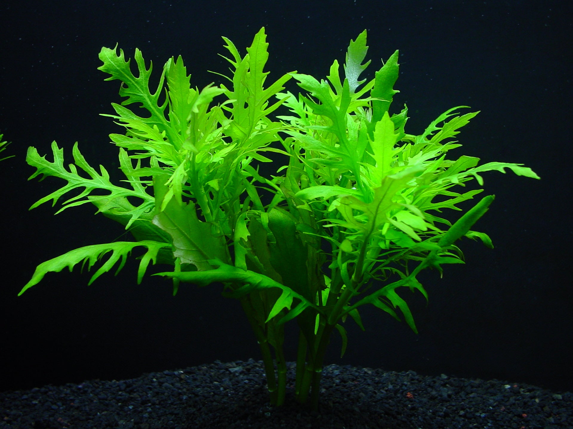 アクアリウムと水槽レイアウトの水草通販 水草屋