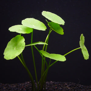 ウォーター マッシュルーム 水上葉 1本 – 水草屋