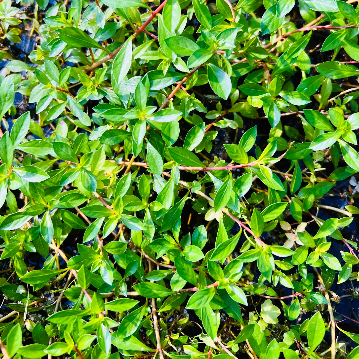 ルドウィジア グランデローザ 水上葉 １本