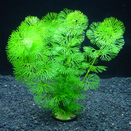 カボンバ  水中葉 1本