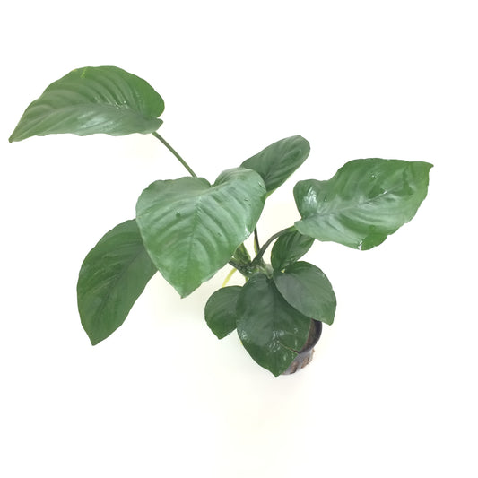 アヌビアス バルテリーブロードリーフ 水上葉 5cmポット 1pot