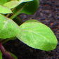 ロベリア カーディナリス 水上葉 １本