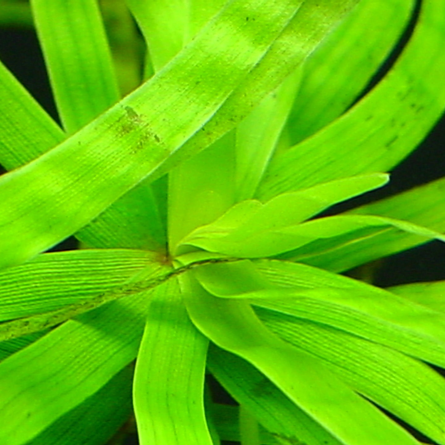 エイクホルニア デバーシフォリア 水中葉 １本