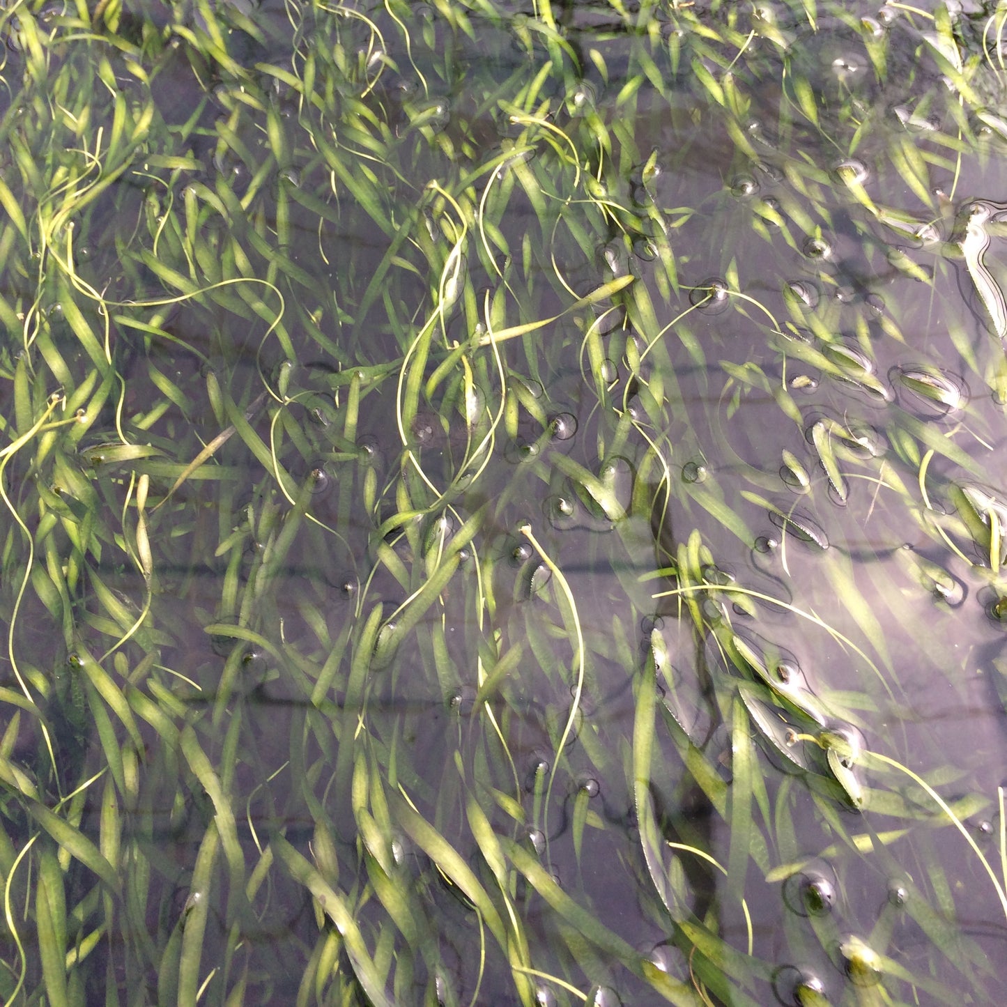スクリュー バリスネリア 水中葉 １本