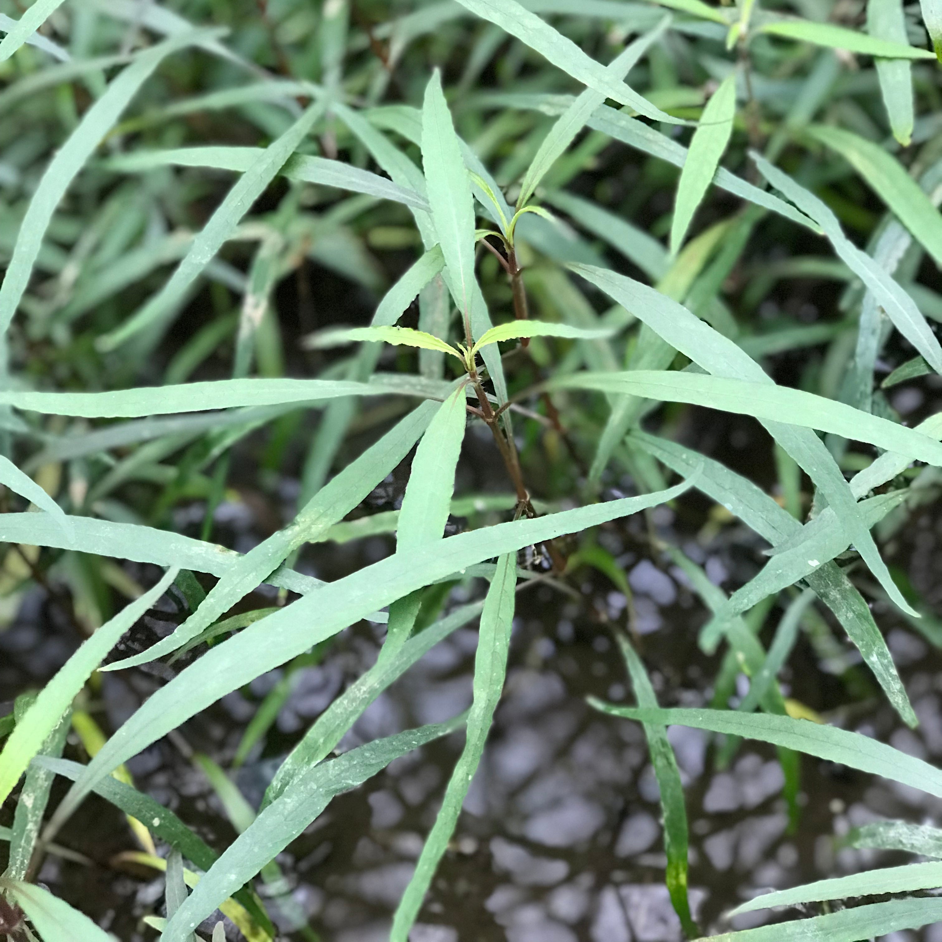 ツー テンプル 水上葉 １本 – 水草屋