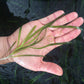 バリスネリア スピラリス 水中葉 １本