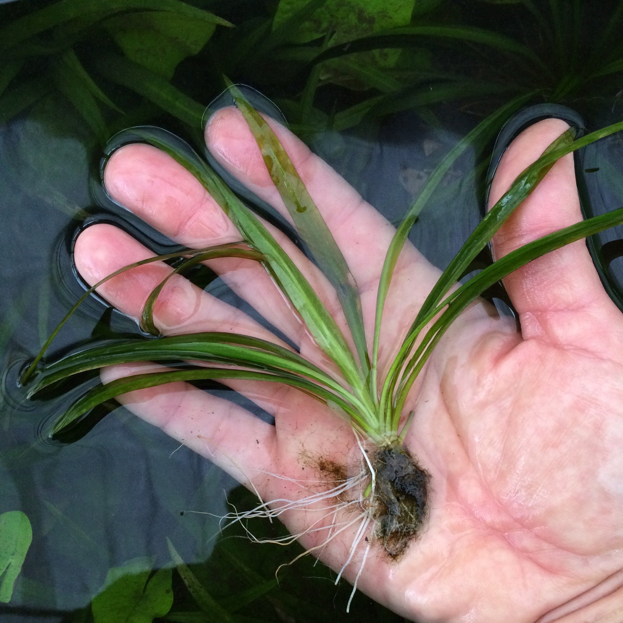 水草 水中葉 ロタラｓｐフラワー 無農薬 郵送 - 水草育成