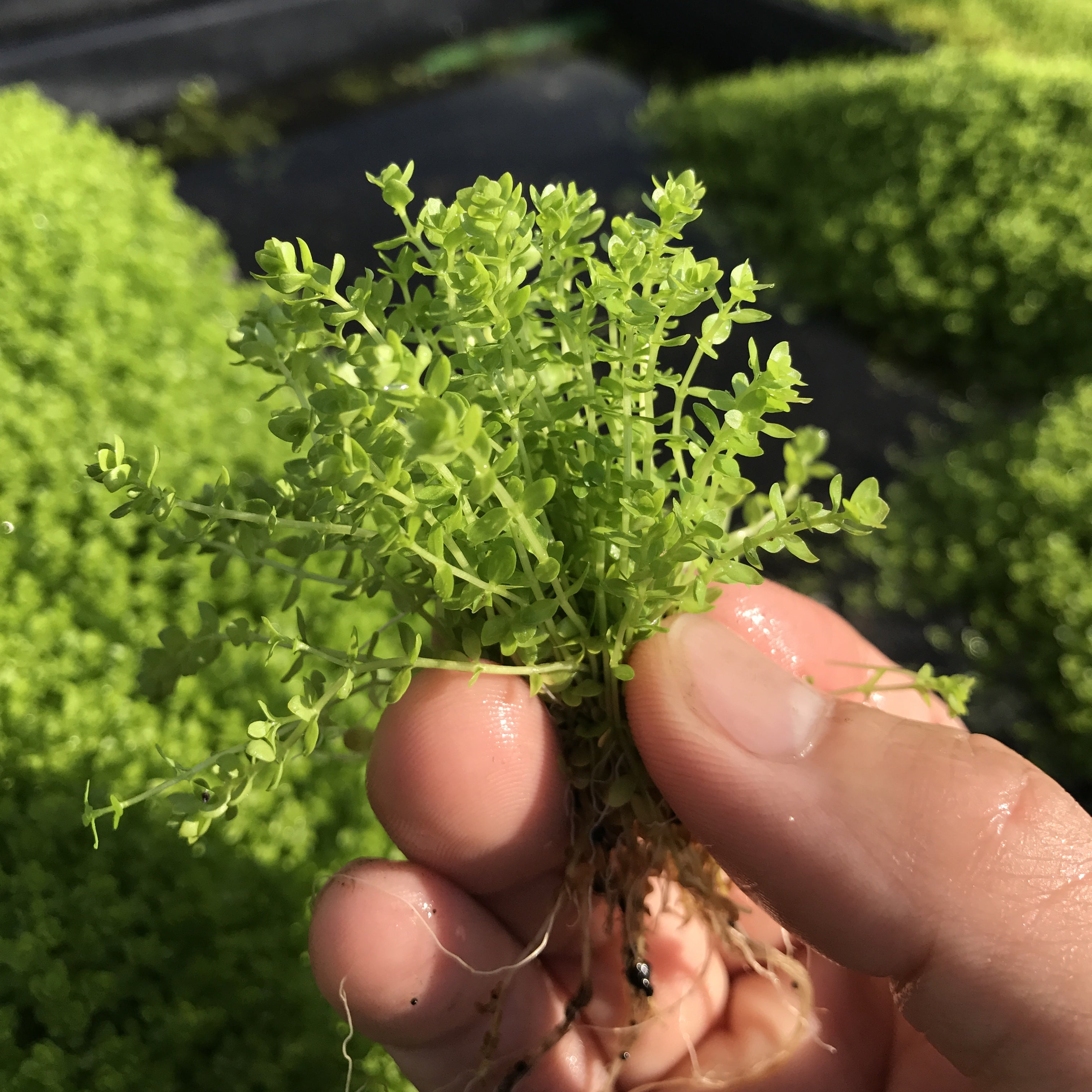 ニュー パールグラス 水上葉 １本 – 水草屋