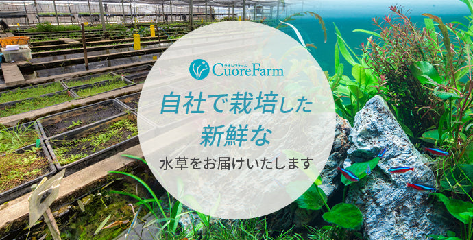 自社で栽培した新鮮な水草をお届けする、アクアリウム専門通販サイトです。